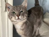 À adopter : chat gris de 2 ans