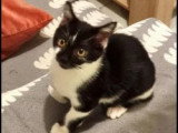 En quête d'un foyer : chat noir et blanc d'un an