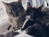 En quête d'un foyer : chat noir et blanc d'un an