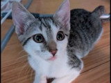 À accueillir : chaton femelle tigré de 3 mois