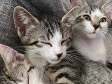 À accueillir : chaton femelle tigré de 3 mois