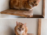 Chatte Bengal à donner