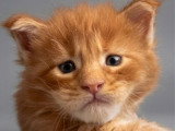 4 chatons Maine Coon LOOF nés en juin 2026 à réserver
