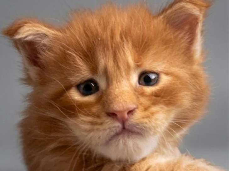 4 chatons Maine Coon LOOF nés en juin 2026 à réserver