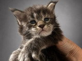 4 chatons Maine Coon LOOF nés en juin 2026 à réserver