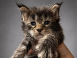 4 chatons Maine Coon LOOF nés en juin 2026 à réserver