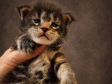 4 chatons Maine Coon LOOF nés en juin 2026 à réserver