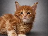 4 chatons Maine Coon LOOF nés en juin 2026 à réserver