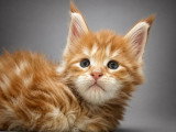 4 chatons Maine Coon LOOF nés en juin 2026 à réserver