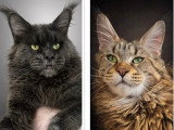 4 chatons Maine Coon LOOF nés en juin 2026 à réserver
