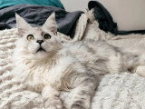 Chat Maine Coon mâle LOOF à vendre disponible automne 2026