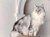 Chat Maine Coon mâle LOOF à vendre disponible automne 2026