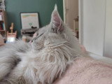 Chat Maine Coon mâle LOOF à vendre disponible automne 2026