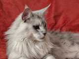 Chat Maine Coon mâle LOOF à vendre disponible automne 2026