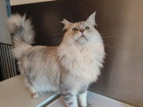 Chat Maine Coon mâle LOOF à vendre disponible automne 2026