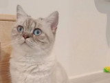 Chatte British Shorthair 5 ans seal silver tabby point LOOF à vendre
