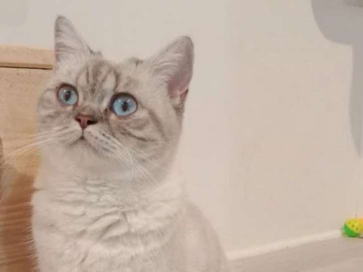 Chatte British Shorthair 5 ans seal silver tabby point LOOF à vendre