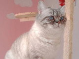 Chatte British Shorthair 5 ans seal silver tabby point LOOF à vendre