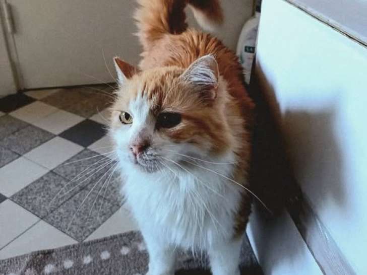 Féline, chatte à adopter en association