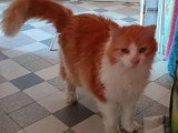Féline, chatte à adopter en association