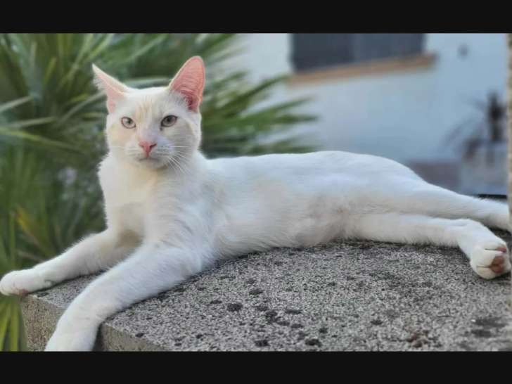 En attente d'adoption : chaton mâle crème de 9 mois