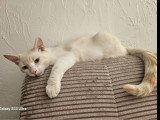 En attente d'adoption : chaton mâle crème de 9 mois
