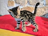 Chaton Bengal femelle à réserver LOOF né en juin 2026
