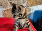 Chaton Bengal femelle à réserver LOOF né en juin 2026