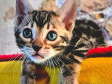 Chaton Bengal femelle à réserver LOOF né en juin 2026