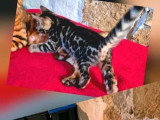 Chaton Bengal femelle à réserver LOOF né en juin 2026