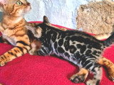 Chaton Bengal femelle à réserver LOOF né en juin 2026