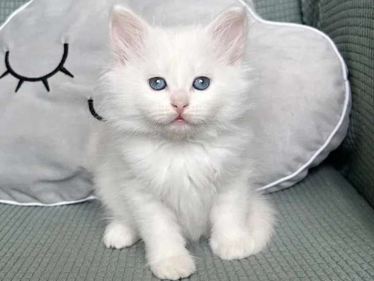 Deux chatons Sibériens blancs LOOF nés en mai 2026 à réserver