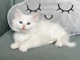 Deux chatons Sibériens blancs LOOF nés en mai 2026 à réserver