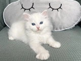 Deux chatons Sibériens blancs LOOF nés en mai 2026 à réserver