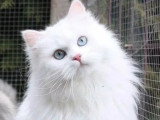 Deux chatons Sibériens blancs LOOF nés en mai 2026 à réserver