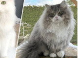 Deux chatons Sibériens blancs LOOF nés en mai 2026 à réserver