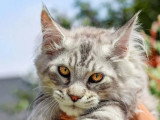 Chaton Maine Coon mâle bleu silver LOOF de mars 2026 à vendre