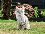Chaton Maine Coon mâle bleu silver LOOF de mars 2026 à vendre