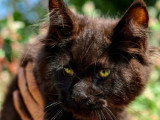 3 chatons femelles Maine Coon LOOF nés en mars 2026 à vendre
