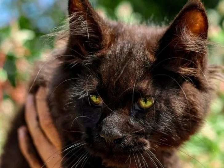 3 chatons femelles Maine Coon LOOF nés en mars 2026 à vendre
