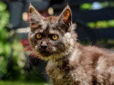 3 chatons femelles Maine Coon LOOF nés en mars 2026 à vendre
