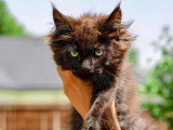 3 chatons femelles Maine Coon LOOF nés en mars 2026 à vendre