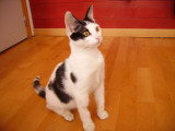 Chaton 4 mois à adopter