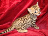 Chatons de race Bengal à vendre (6 femelles)