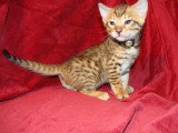 Chatons de race Bengal à vendre (6 femelles)
