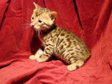 Chatons de race Bengal à vendre (6 femelles)