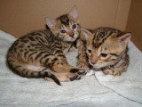 Chatons de race Bengal à vendre (6 femelles)