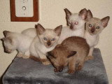 Chaton de race Tonkinois femelle à vendre