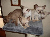 Chaton de race Tonkinois femelle à vendre