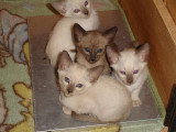 Chaton de race Tonkinois femelle à vendre